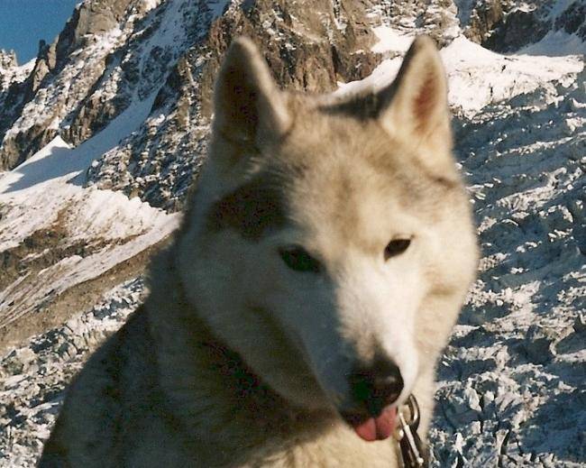 Golfy - Husky Sibérien
