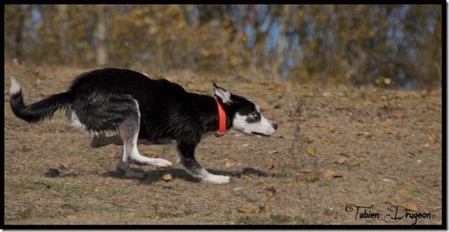 Alaskan Husky : Hayate - Husky Sibérien