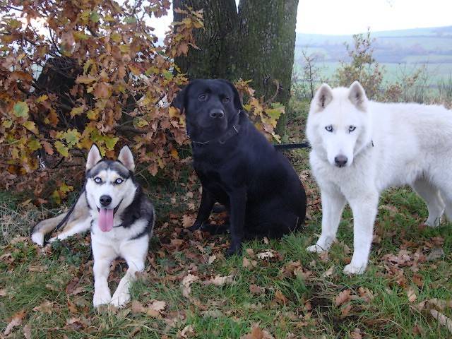 Candy à gauche et Jessy à droite avec Argon - Husky Sibérien
