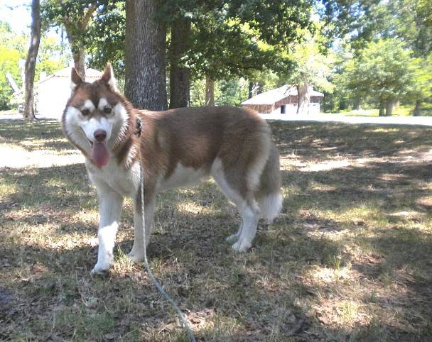 Faydjin, femelle Husky Sibérien née le 17/12/2010 - Husky Sibérien
