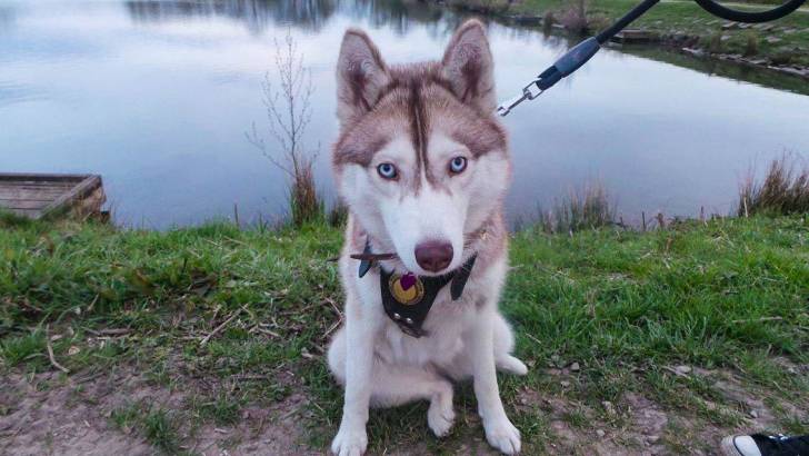 Ghost - Husky Sibérien (10 mois)