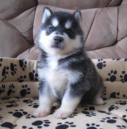 Emma - Husky Sibérien (1 mois)