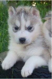 Jenko - Husky Sibérien Mâle (1 mois)