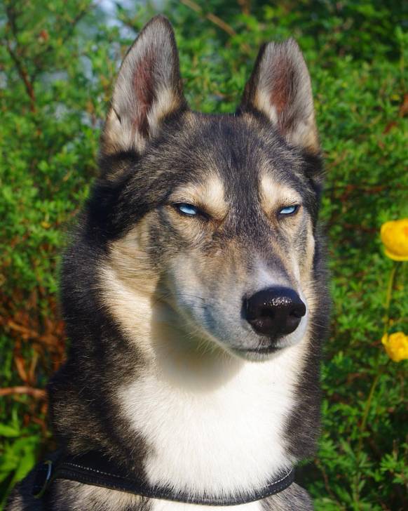 Fenris - Husky Sibérien Mâle (1 an)
