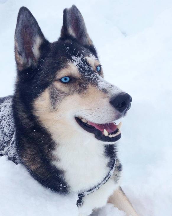 Fenris - Husky Sibérien Mâle (2 ans)