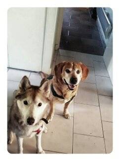 Barnay (labrador) et Depsy (huski) - Husky Sibérien (8 ans)