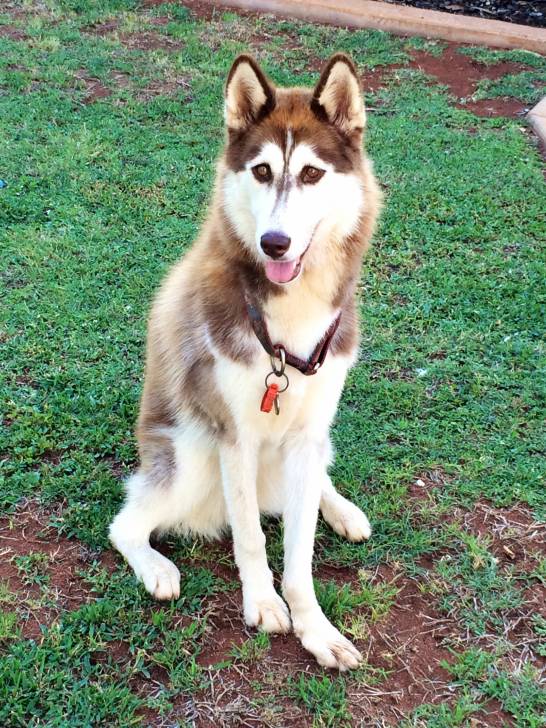 Mahli - Husky Sibérien (3 ans)
