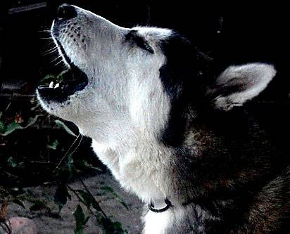 Teatrera Ojos Azules - Husky Sibérien (8 mois)