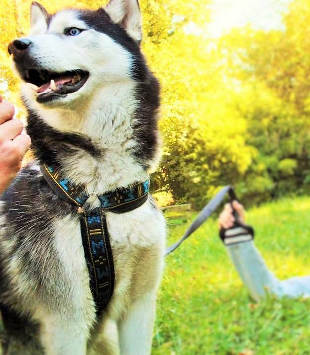 Simba - Husky Sibérien Mâle (3 ans)