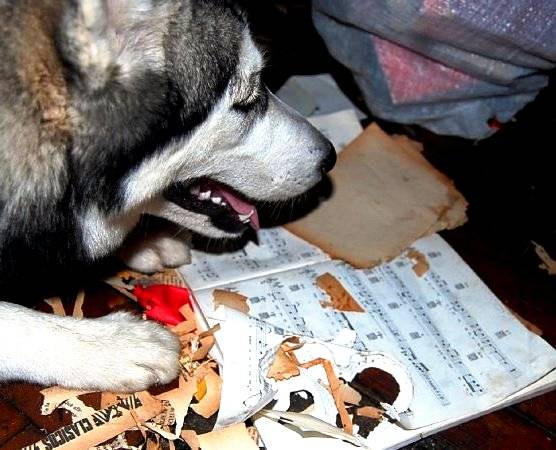 Teatrera Ojos Azules - Husky Sibérien (10 mois)