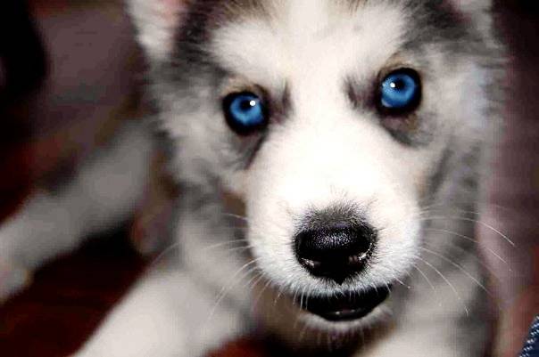 Teatrera Ojos Azules - Husky Sibérien (1 mois)