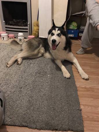Colby - Husky Sibérien Mâle (1 an)