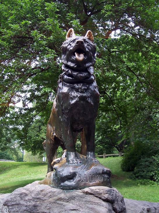 Balto - Husky Sibérien
