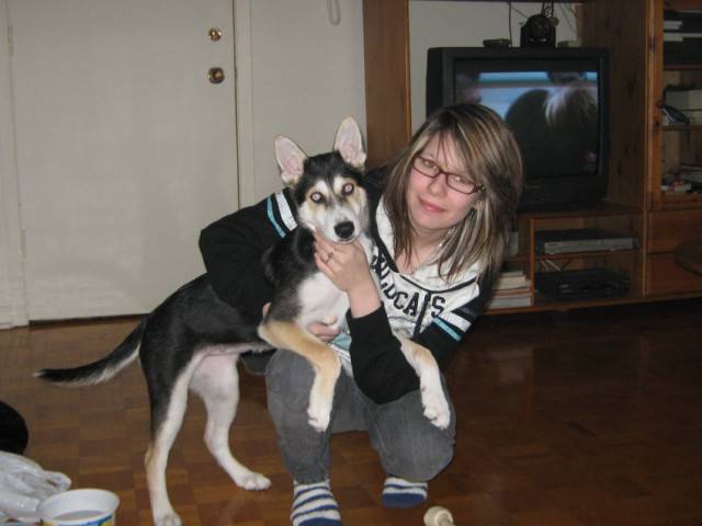 maya - Husky Sibérien (7 mois)