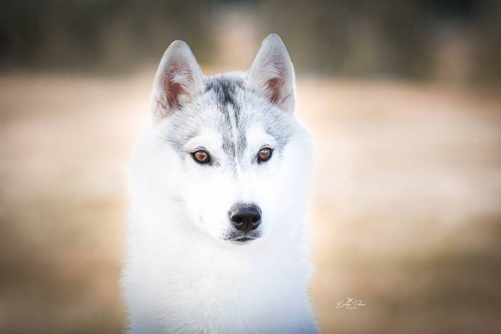 Portrait rapproché d'un Husky Sibérien