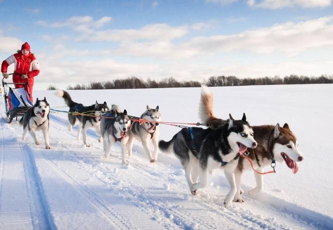 Des Huskys Sibériens composant un attelage de chiens de traîneau 