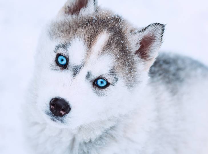 Un Husky Sibérien aux yeux bleus
