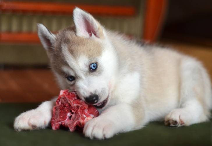 Un chiot Husky Sibérien roux qui mange de la viande  