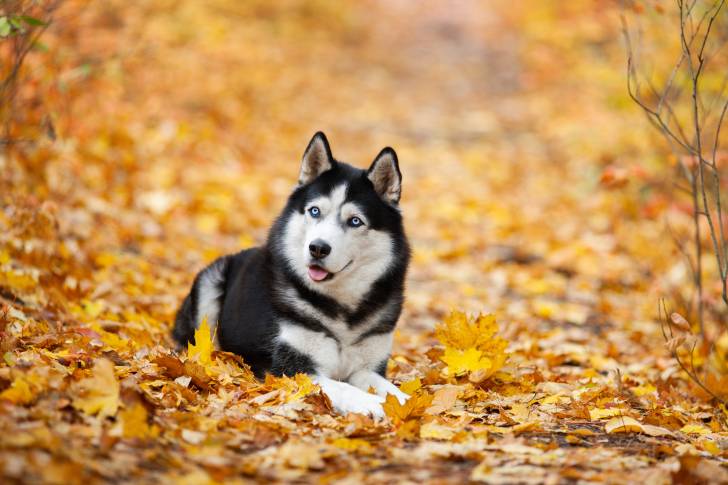 Un Husky Sibérien allongé sur des feuilles d'automne