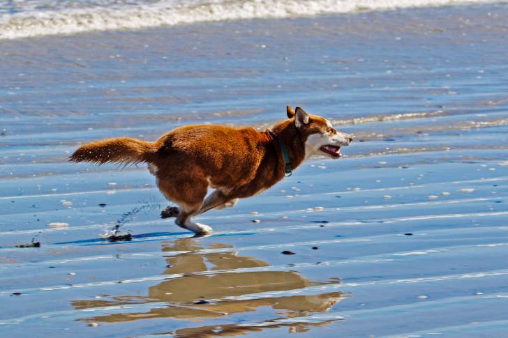 Un Husky Sibérien roux qui court sur la plage