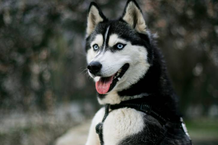 Un Husky Sibérien noir et blanc vu de très près 