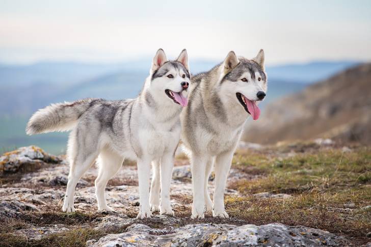 Deux Huskys Sibériens en promenade en pleine montagne