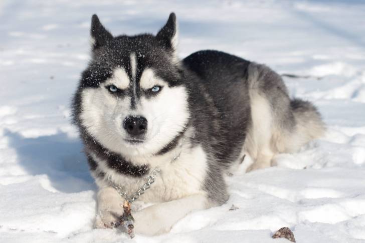 Un Husky Sibérien aux yeux bleus allongé dans la neige en montagne