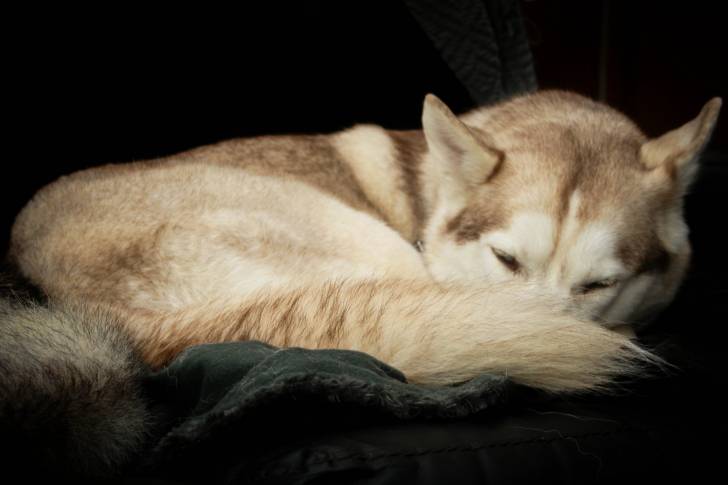 Un Husky Sibérien roux dort allongé en boule 