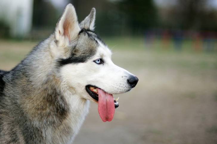 Un Husky Sibérien les oreilles dressés et la langue pendue