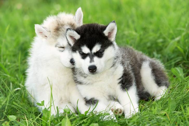Deux chiots Husky Sibérien ensemble dans l'herbe