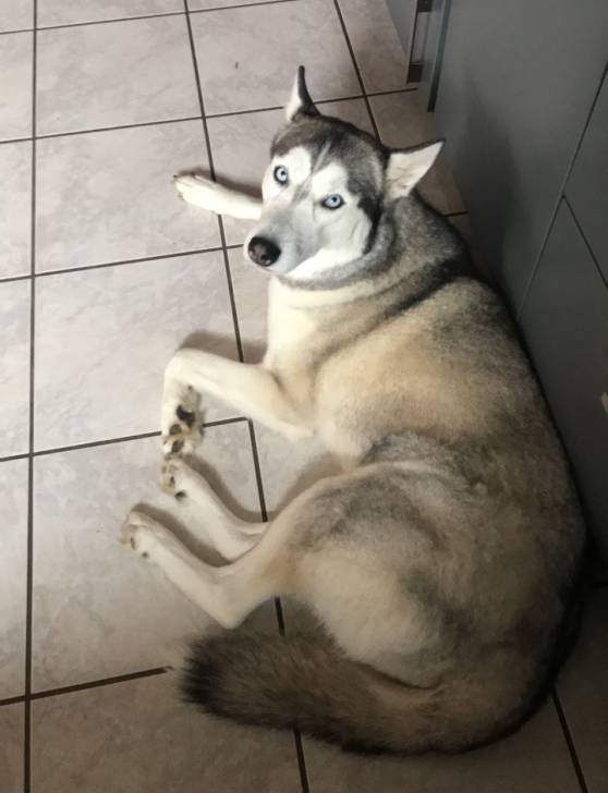 Ynala - Husky Sibérien (3 ans et 1 mois)