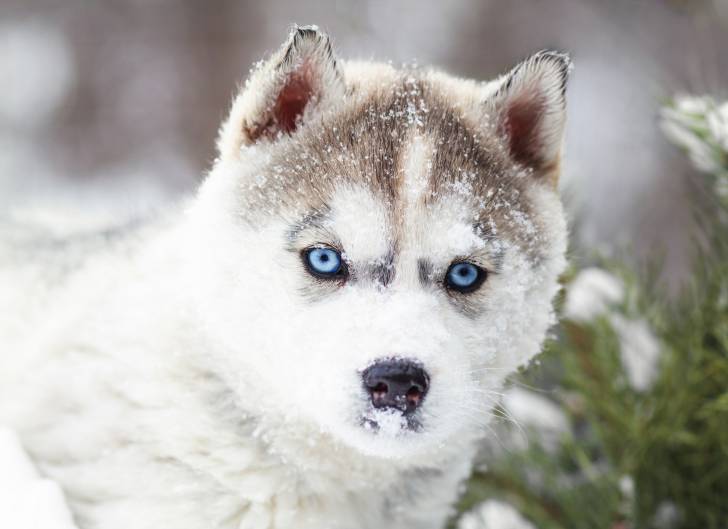 Un chiot Husky Sibérien vu de près