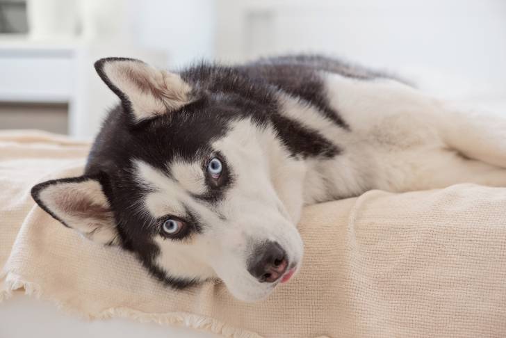 Un Husky Sibérien allongé sur un canapé