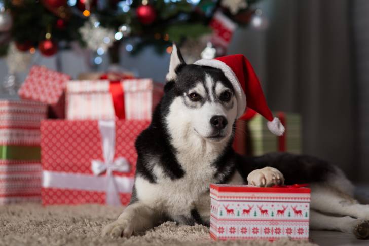Un Husky Sibérien noir et blanc qui porte un bonnet de père noël et se tient allongé avec des paquets cadeaux