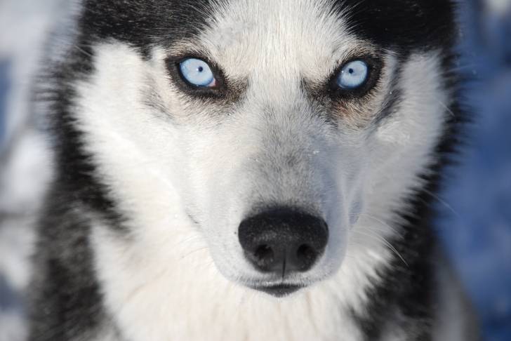 Gros plan d'un Husky aux yeux bleus
