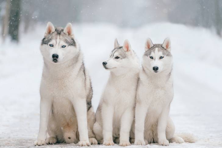 Trois jeunes Huskies Sibériens dehors dans la neige