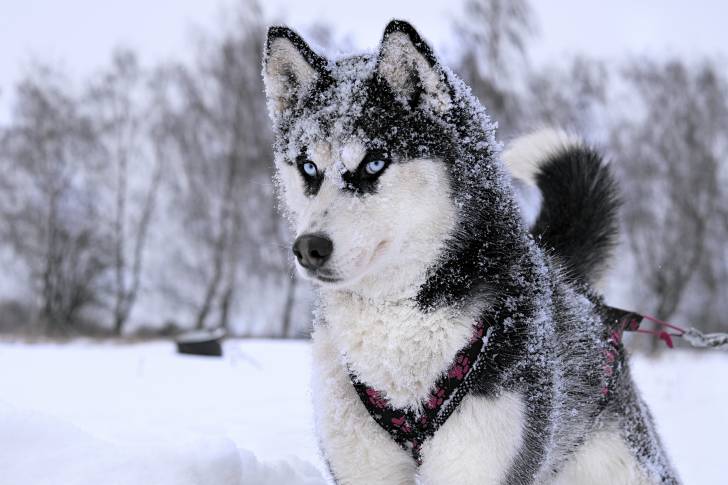 Un Husky Sibérien aux yeux bleus couvert de neige