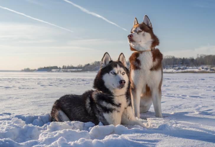 Deux Huskies Sibériens dans un champ couvert de neige