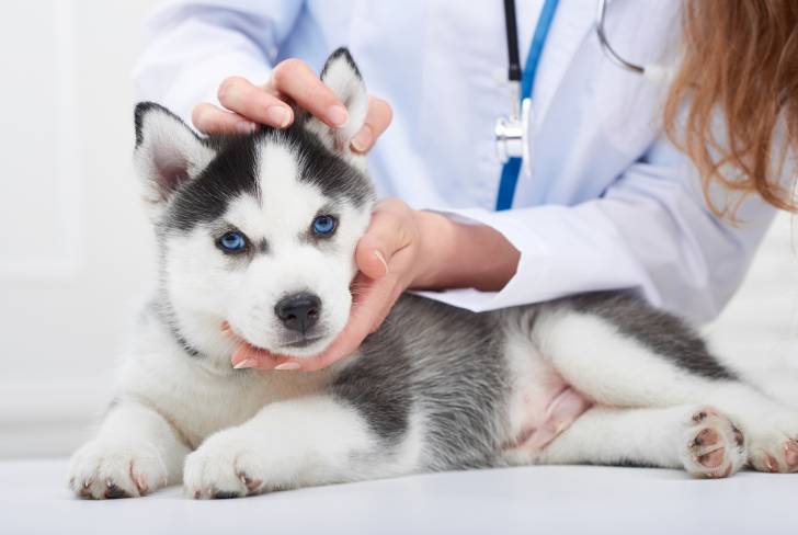 Un chiot Husky Sibérien se fait examiner par le vétérinaire