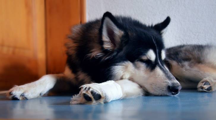 Un Husky Sibérien dort sur le sol