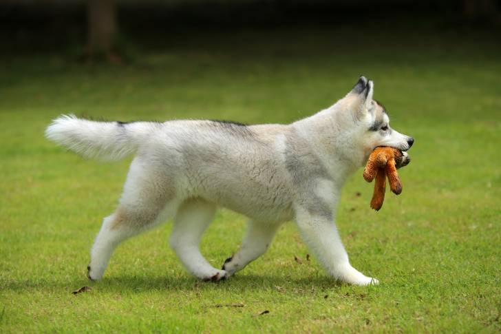 Un jeune Husky Sibérien se promène avec une peluche dans la gueule