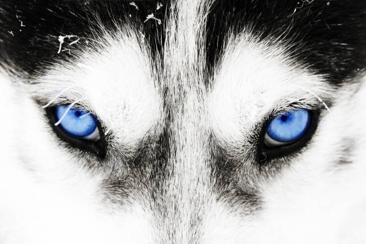 Gros plan sur les yeux bleus d'un Husky
