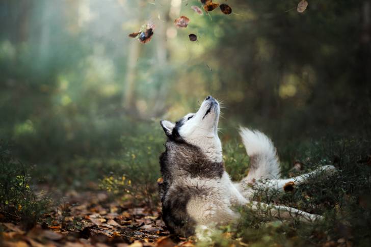 Un Husky Sibérien qui se roule dans des feuilles