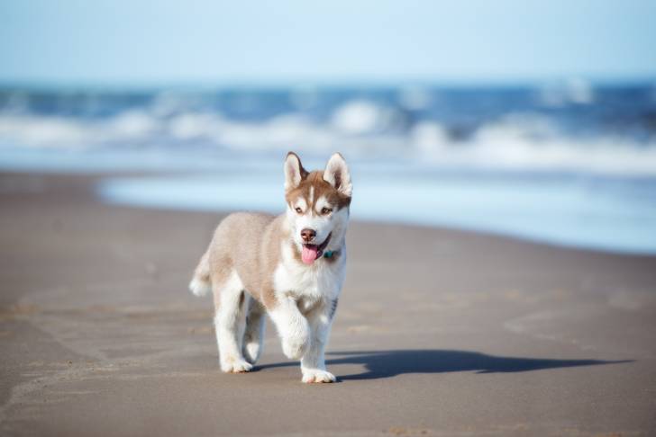 Un chiot Husky Sibérien roux qui se promène sur une plage