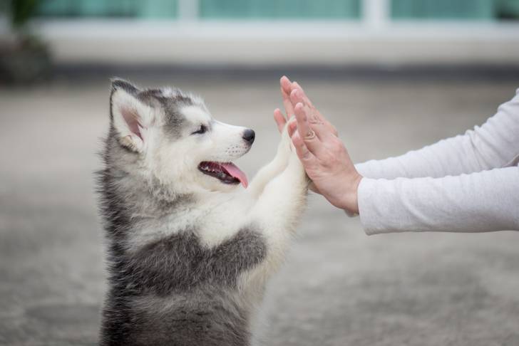 Un chiot Husky Sibérien qui tend les pattes à sa propriétaire 