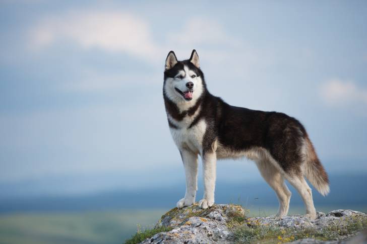 Un Husky Sibérien qui regarde l'horizon depuis un rocher