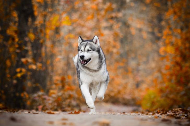 Un Husky Sibérien qui court vers l'objectif un jour d'automne