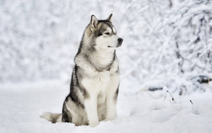 Photo Husky Sibérien