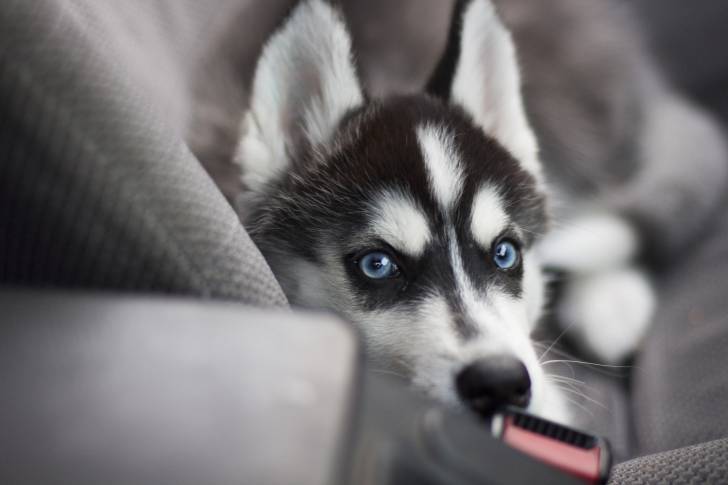 Un jeune Husky Sibérien allongé sur une banquette arrière de voiture