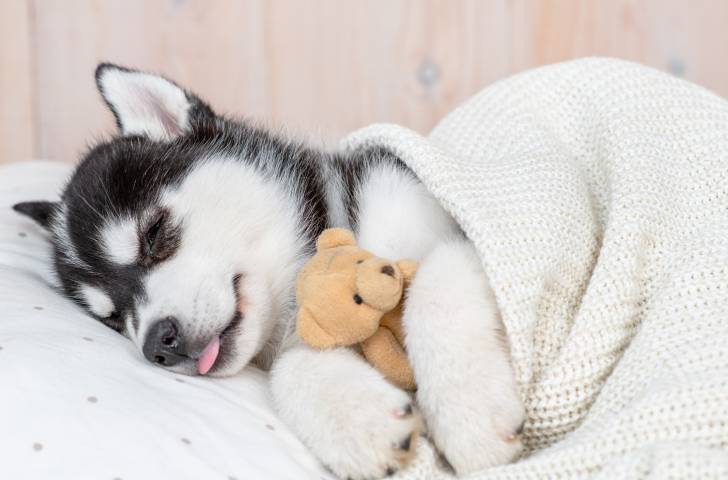 Photo Husky Sibérien